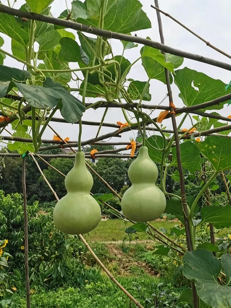 Thick-neck Eight Treasures Gourd