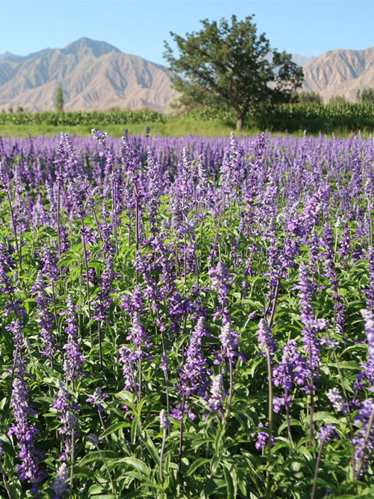 Hezhichun Lavender