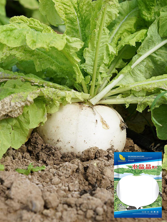 Crystal-clear White Radish