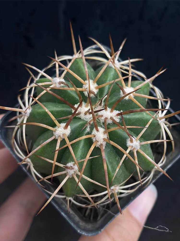 Melocactus azureus