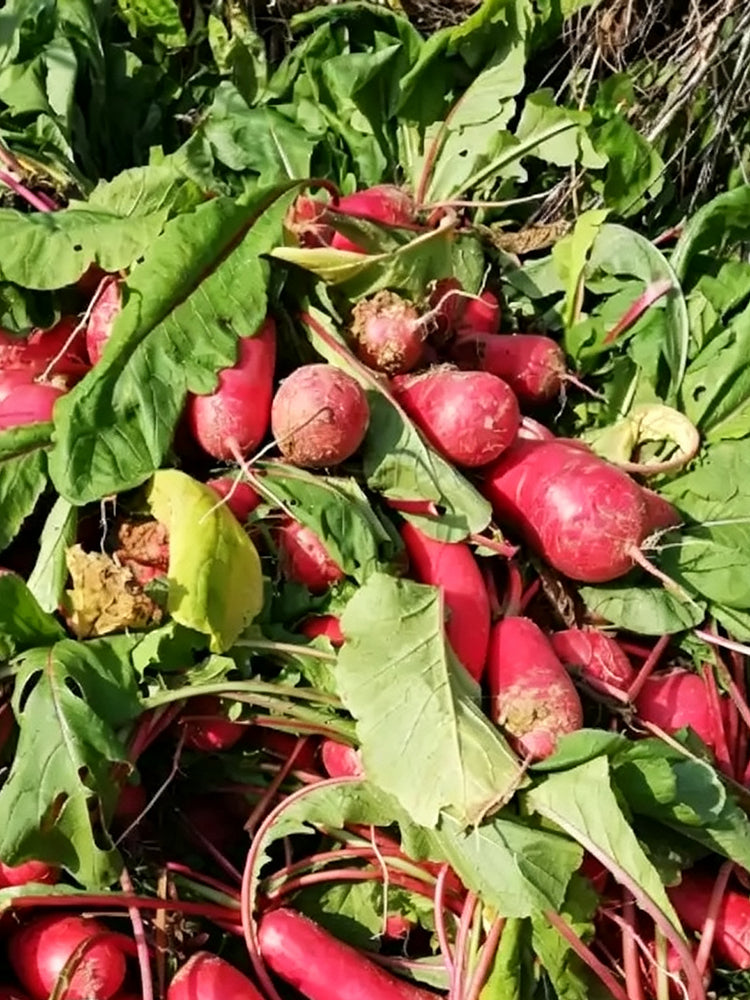'Qishan Laobukang No.2' Water Radish