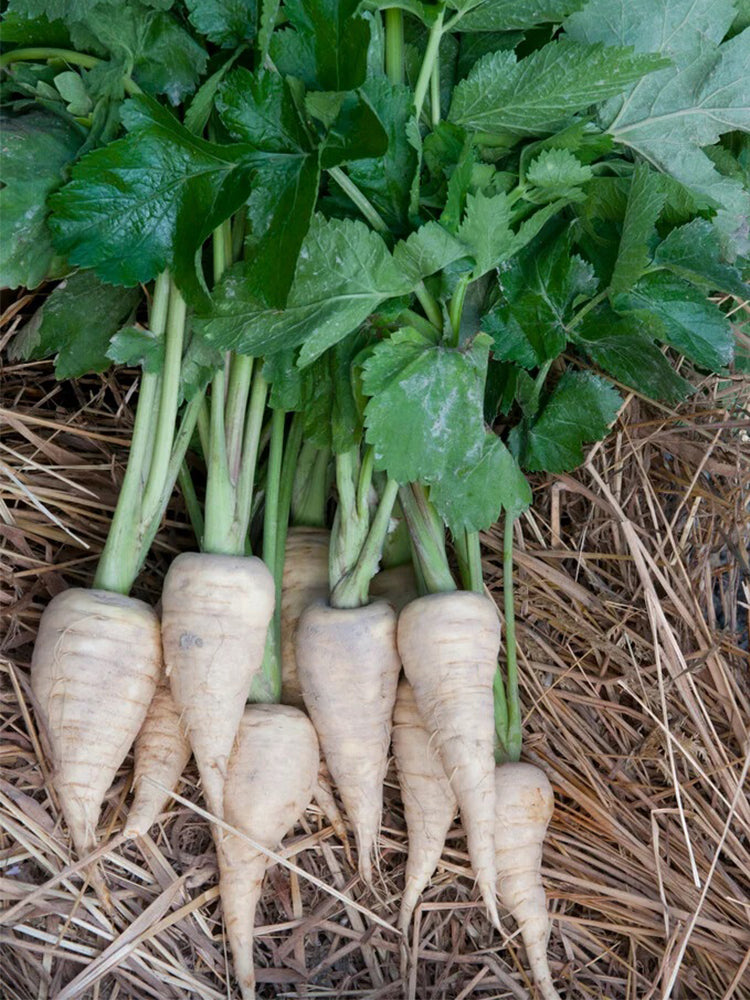 Parsnip