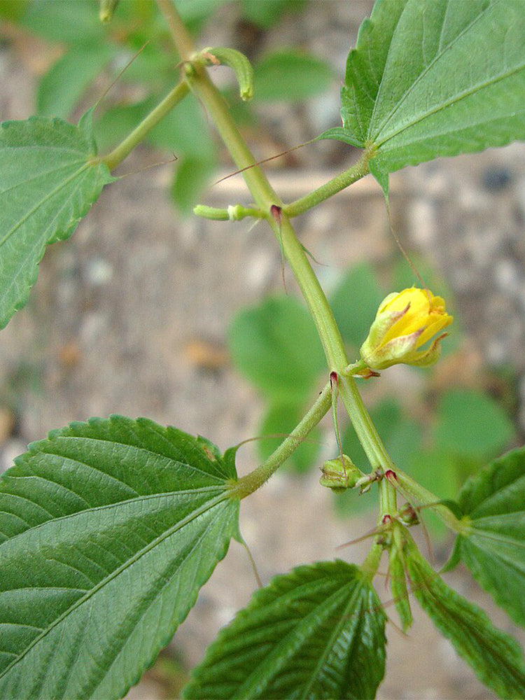 Jute (Corchorus capsularis L.)