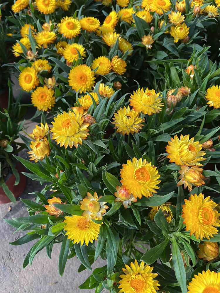 He Zhi Chun Strawflower