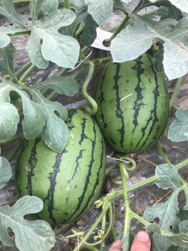 'Crimson Jewel' Red Flesh Watermelon