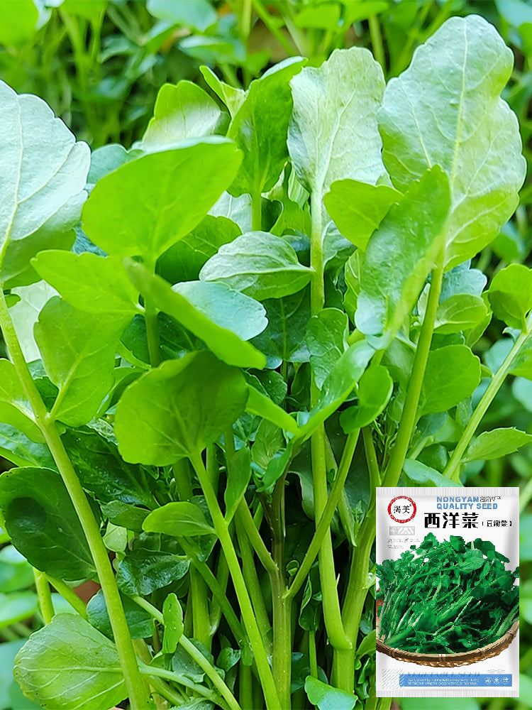 Watercress