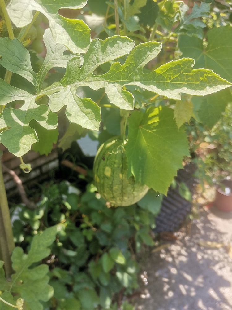 Lemon Candy Watermelon