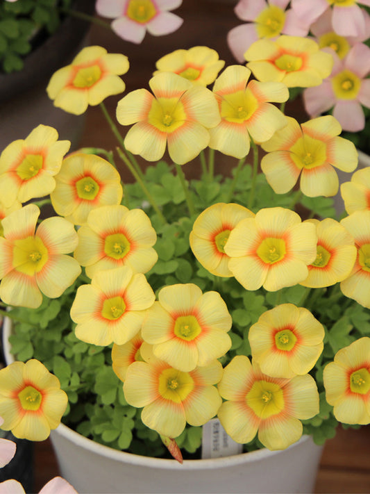 Oxalis obtusa Series Bulb - 'Elizabeth'