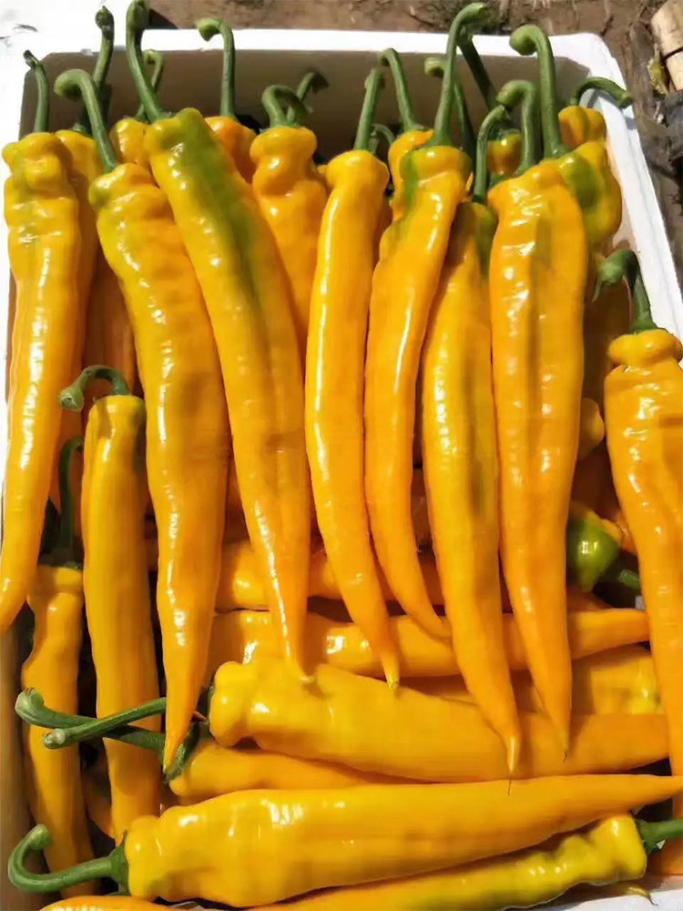 Golden Fragrant Horn Peppers