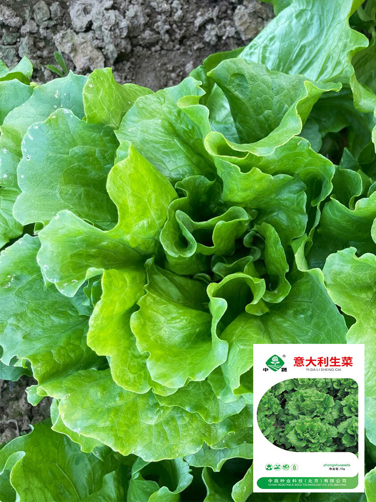 Italian Lettuce