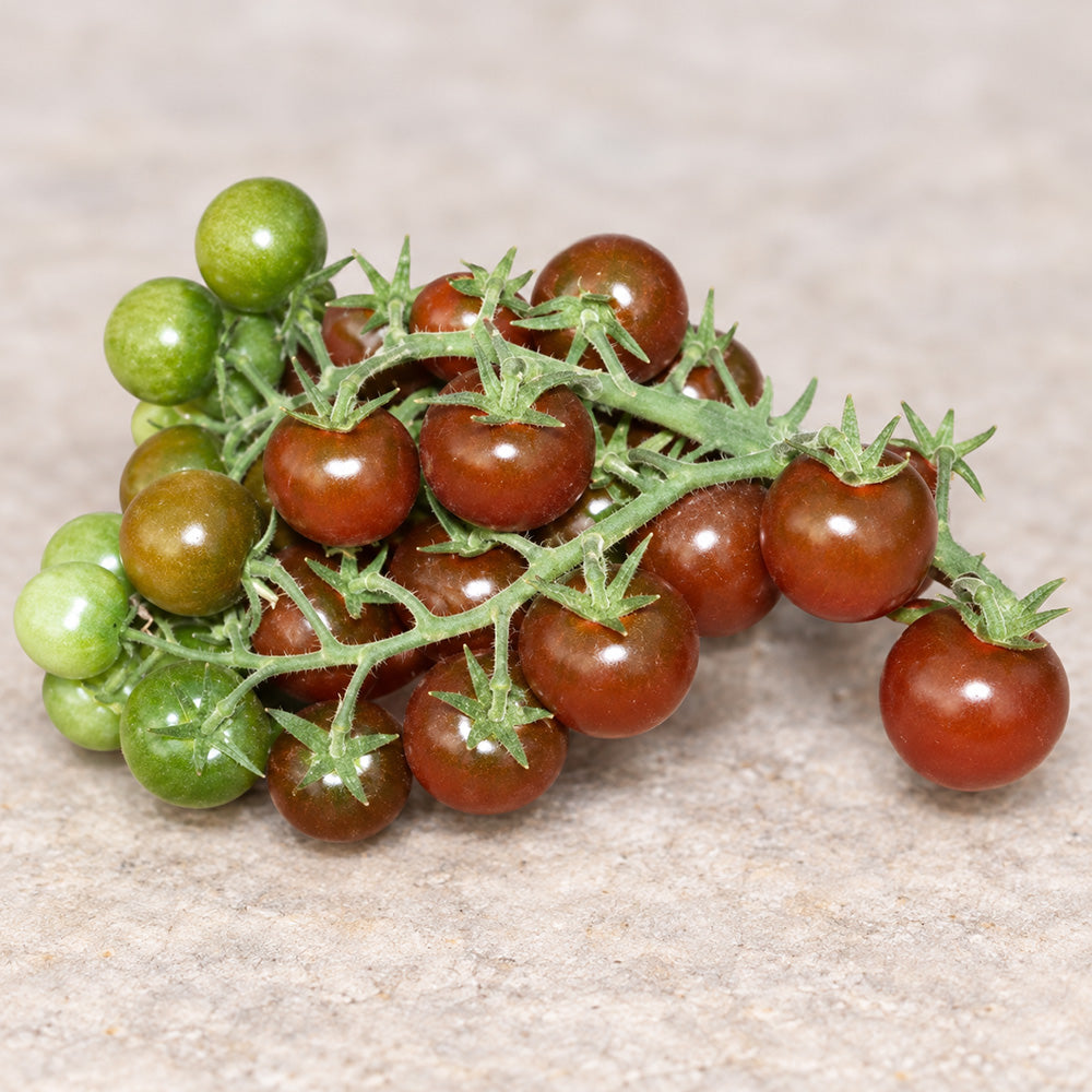 561 Morgan Love Tomato