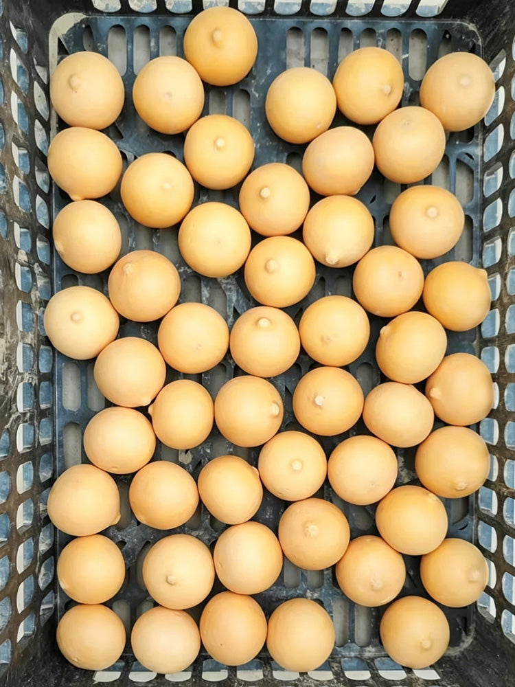 Egg Gourd