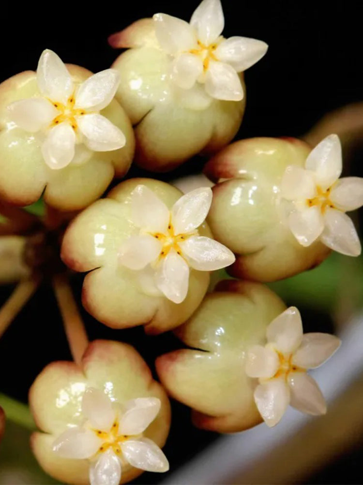 Hoya rigidifolia Unrooted Stem Cuttings