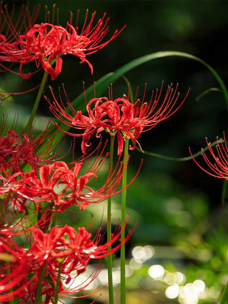 Red Spider Lily