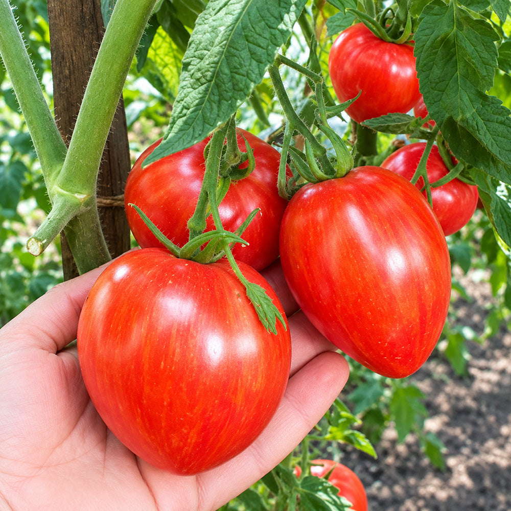 370 Moonlight Mile Pink Tomato
