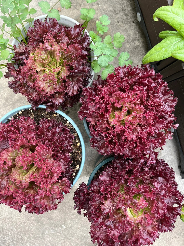 'Jinghong-1' Loose-leaf Lettuce