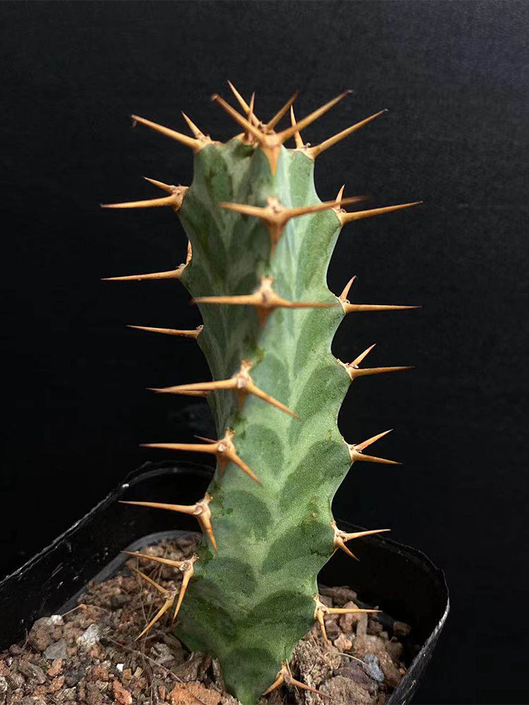 Euphorbia virosa