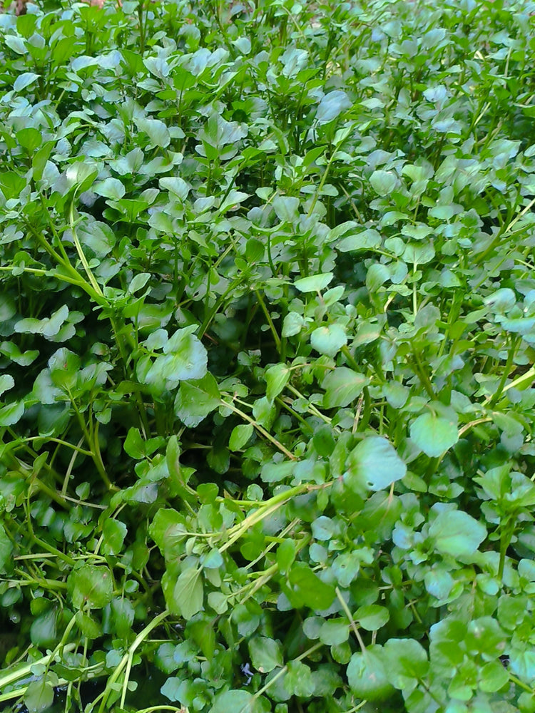 Watercress