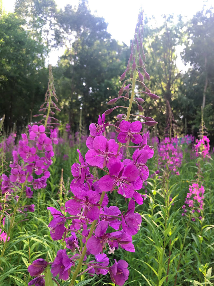 fireweed (Chamerion angustifolium)