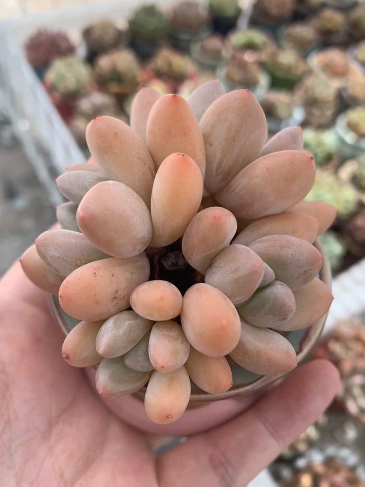 Echeveria 'Perfume'‌