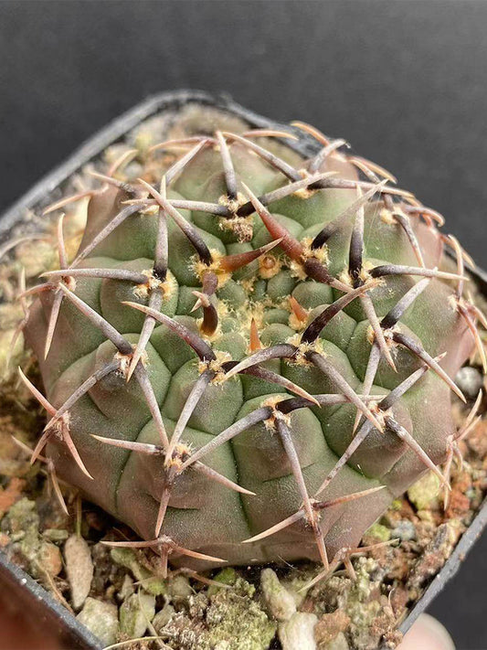 Gymnocalycium riojense