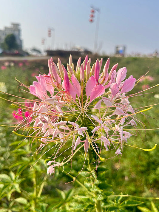 Pink Spider Flowers (Cleome houtteana)