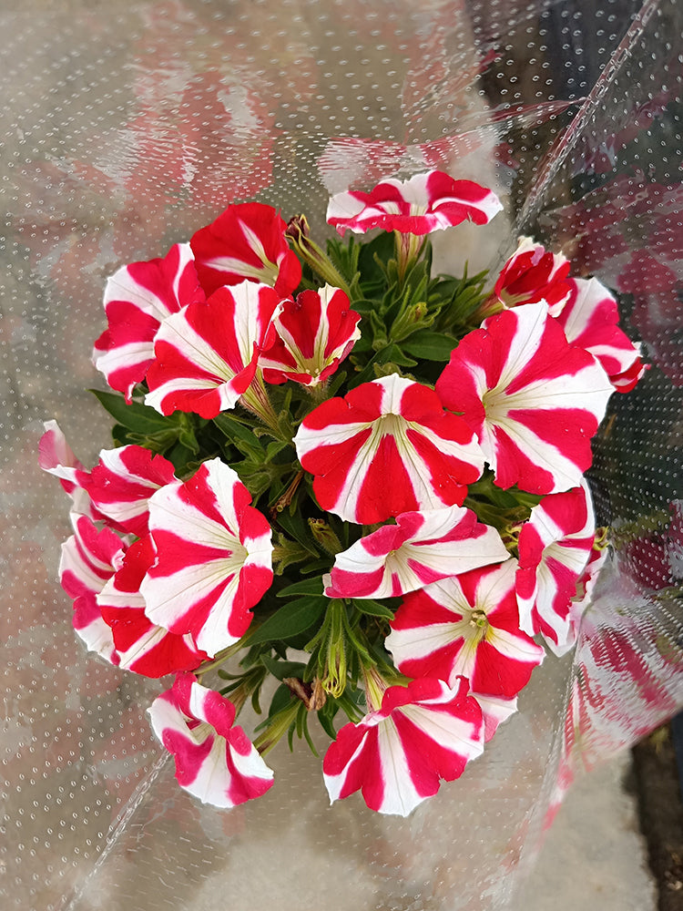 Red Star Hybrid Petunia
