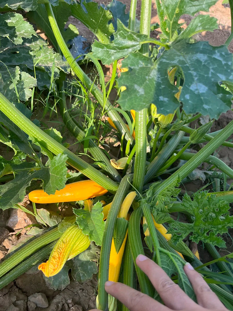 Imperial Concubine Zucchini
