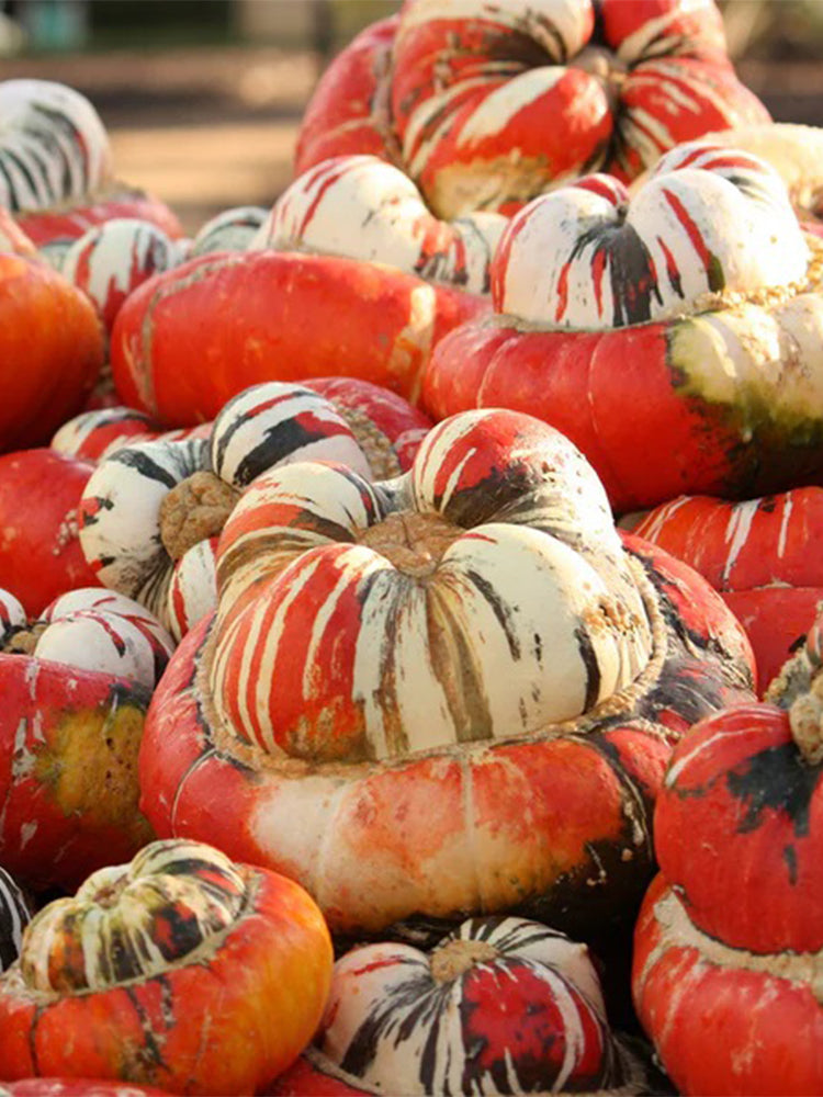 Hezhichun Turk's Turban Pumpkin