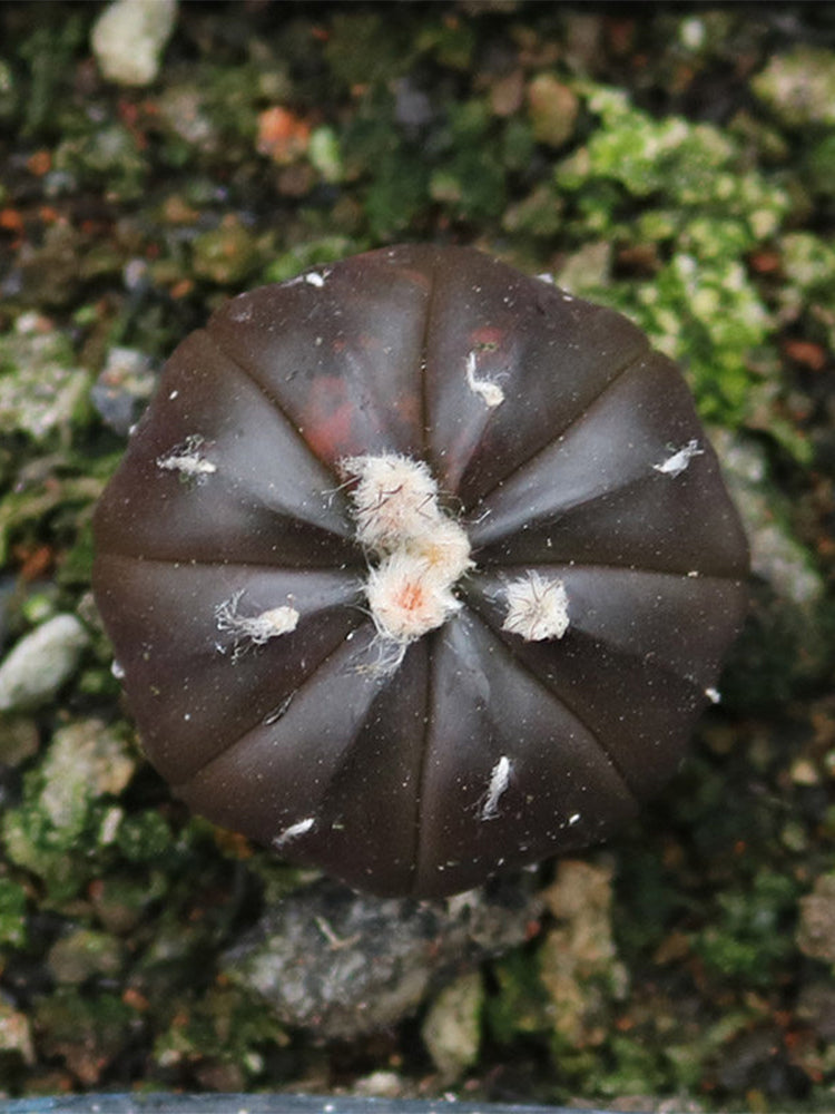 Astrophytum asterias 'Purple Skin'