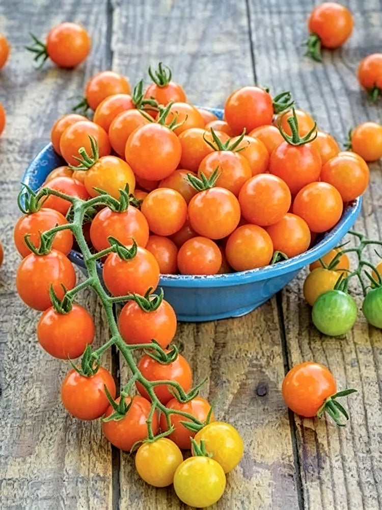 884 Honeydrop Cherry Tomato