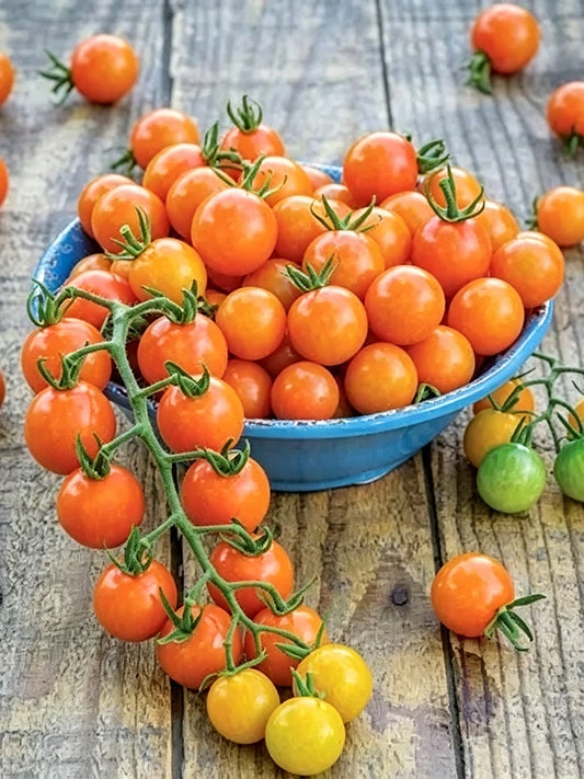 884 Honeydrop Cherry Tomato