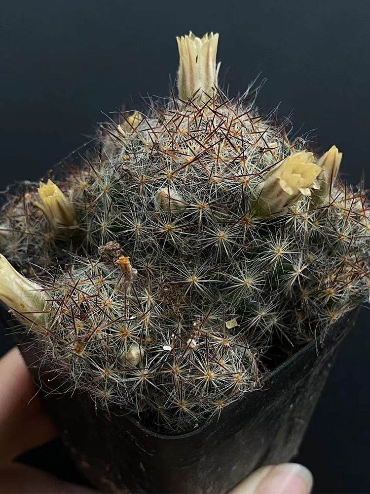 Mammillaria prolifera