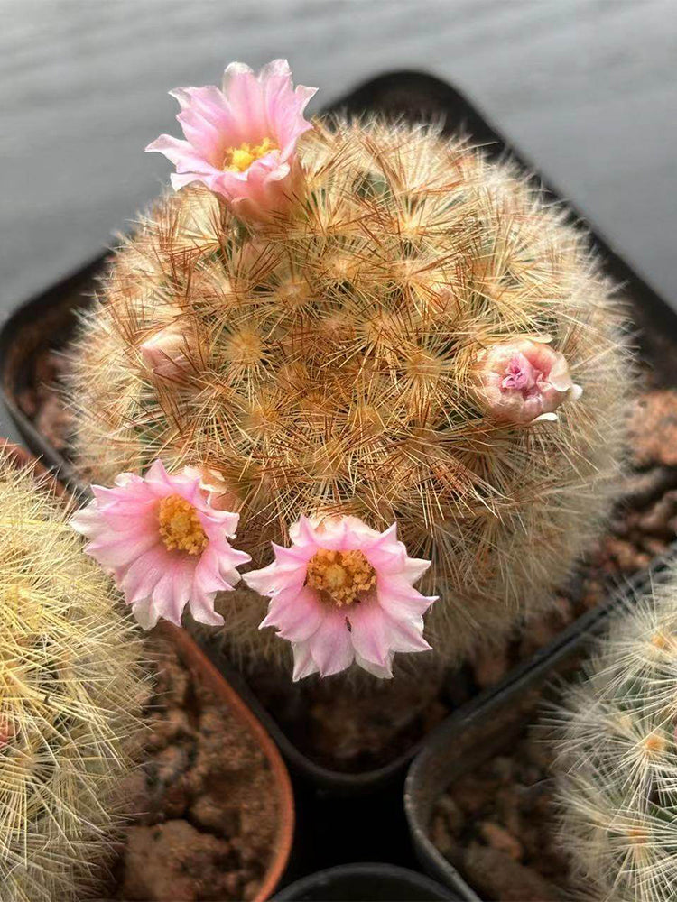 Mammillaria carmenae