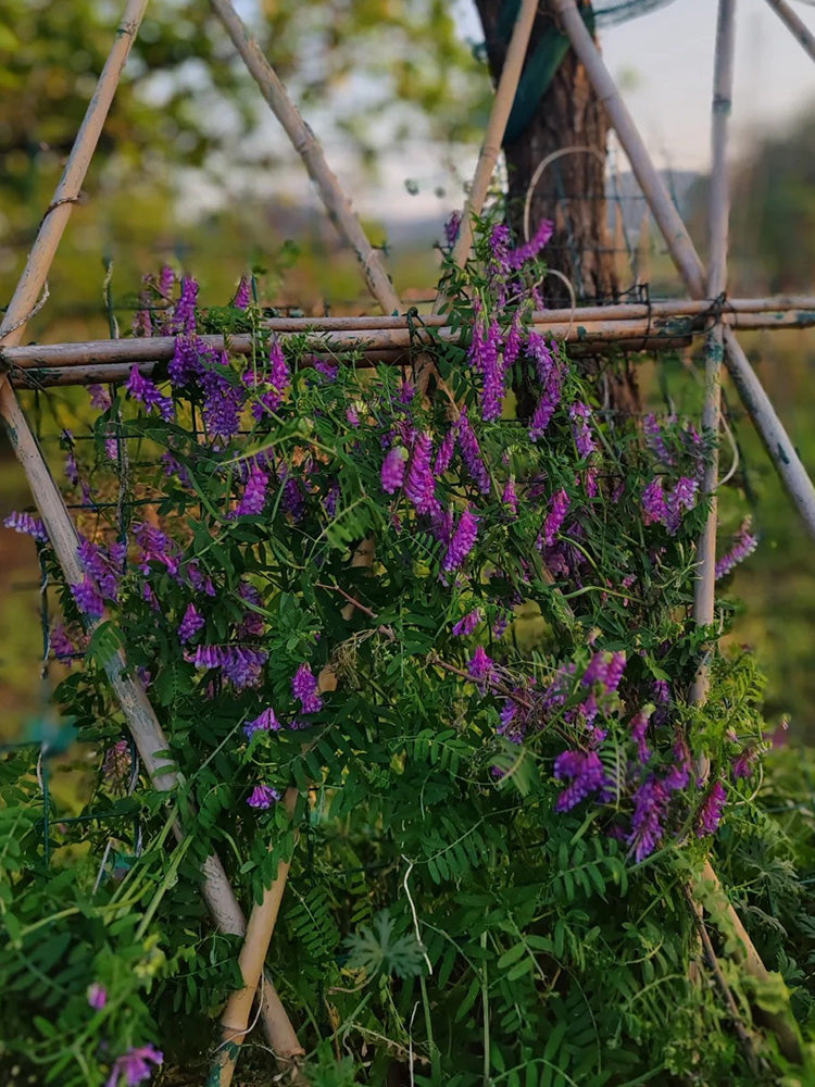 Long-haired Vetch
