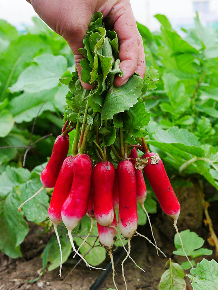 Thumb-sized Fruit Radish