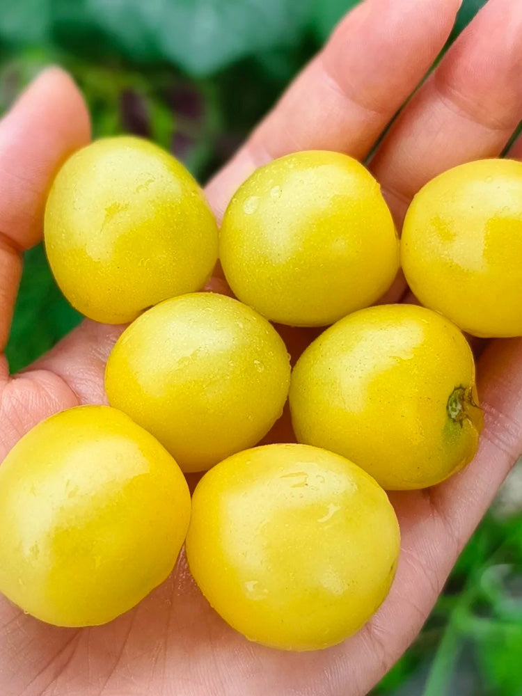 934 'Snow White' Cherry Tomato