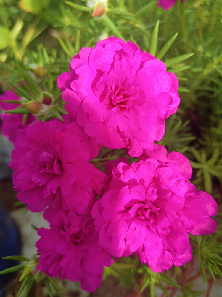 Hezhichun Rose-red Portulaca