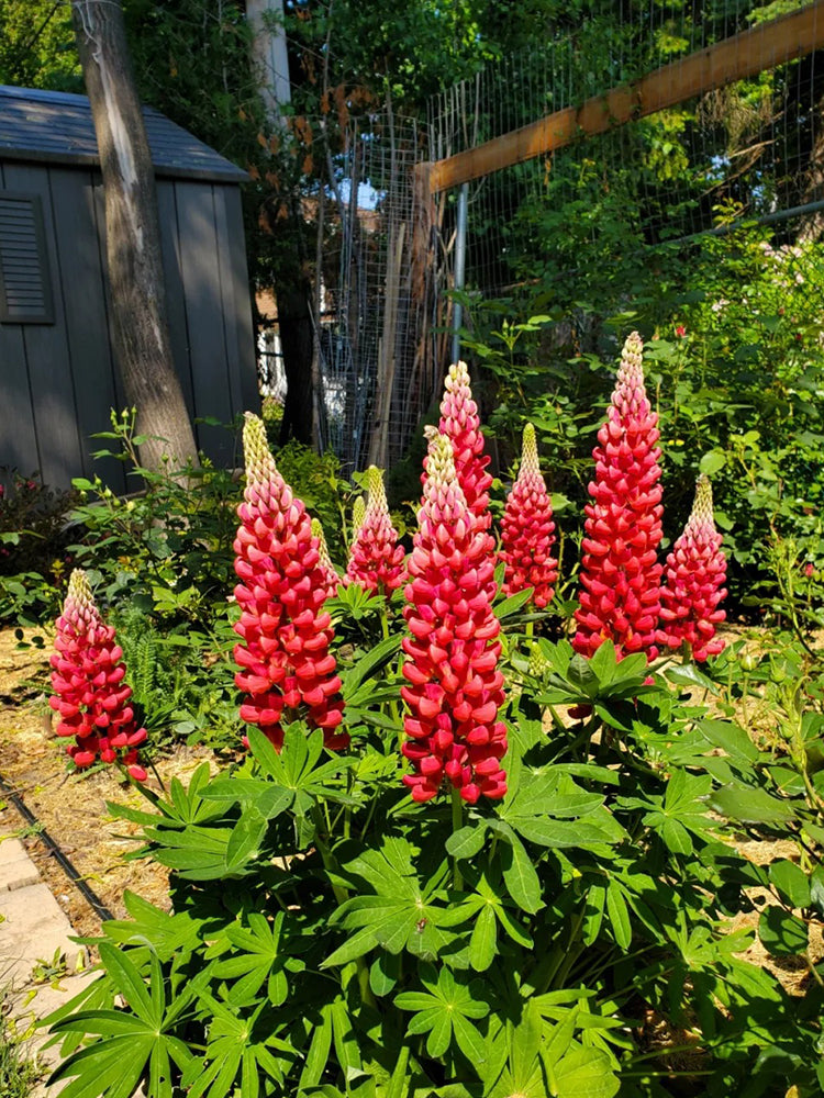 Red Lupin
