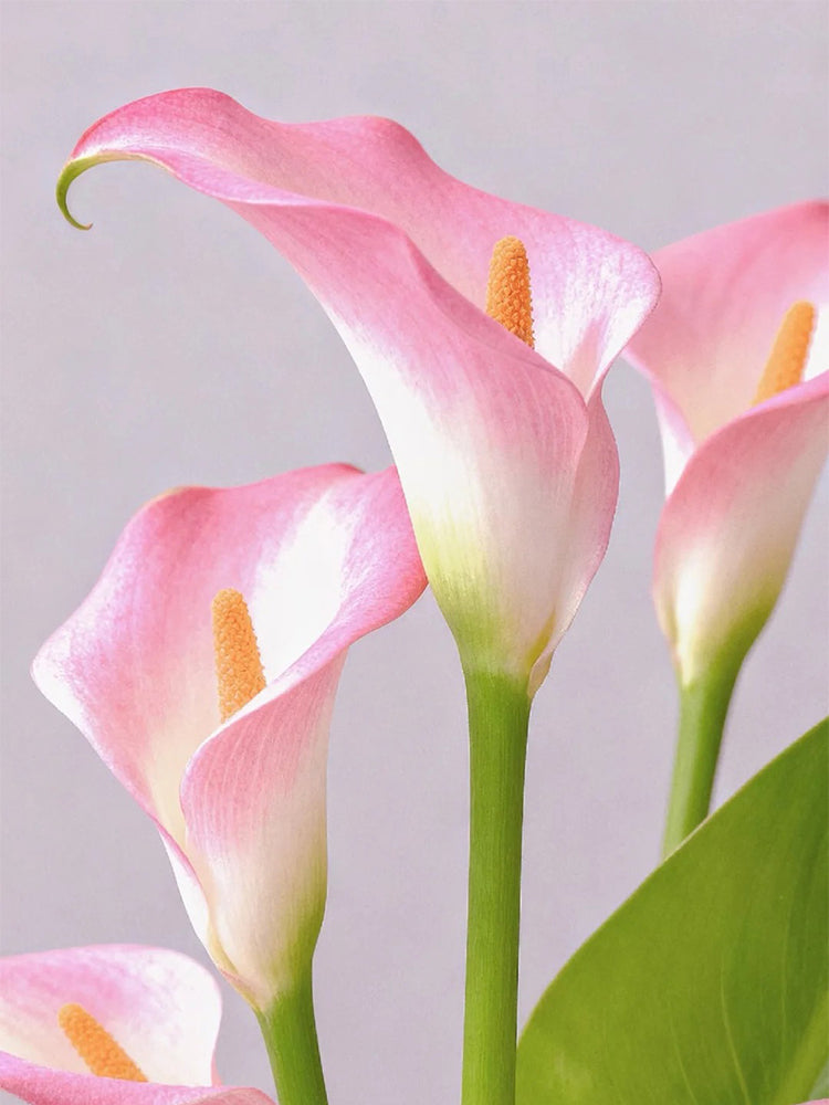 'Dreamland' Calla Lily