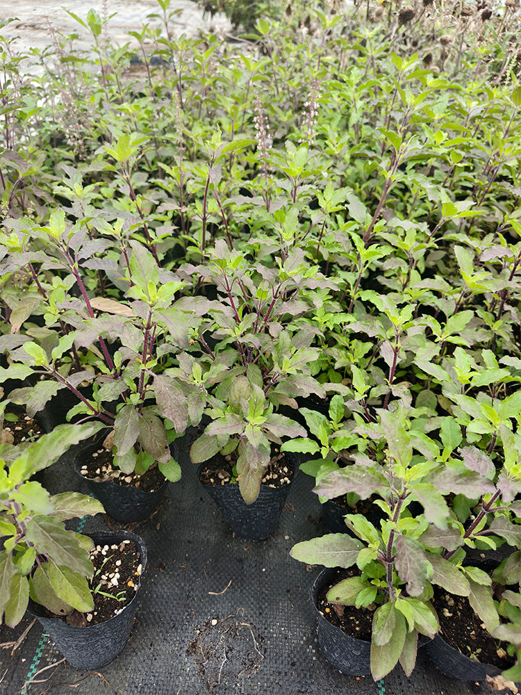 Holy Basil