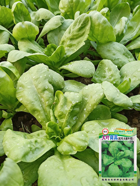 Large-Leaf Chrysanthemum Greens