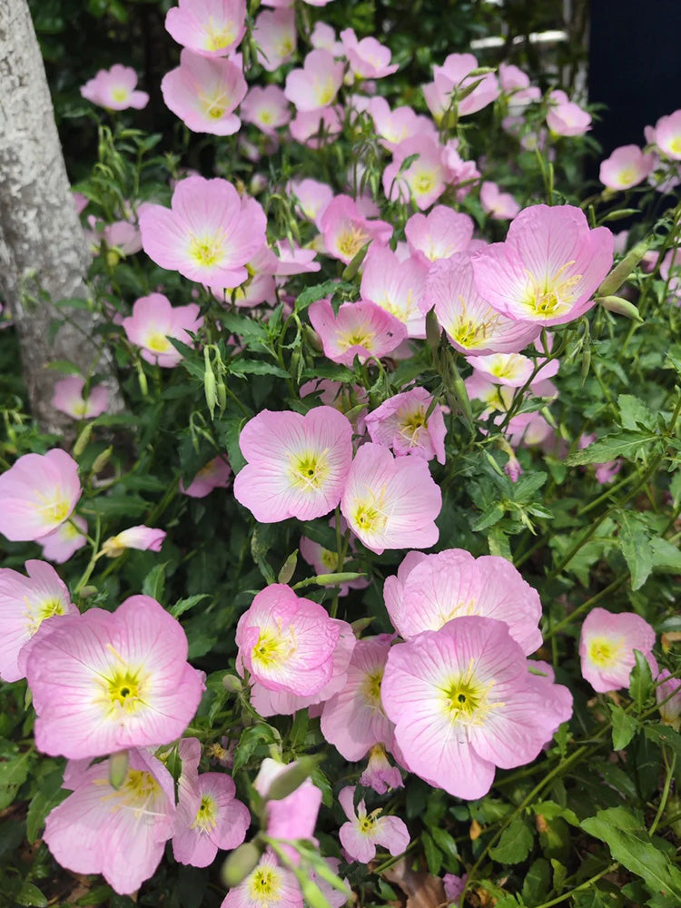 Pink Evening Primrose