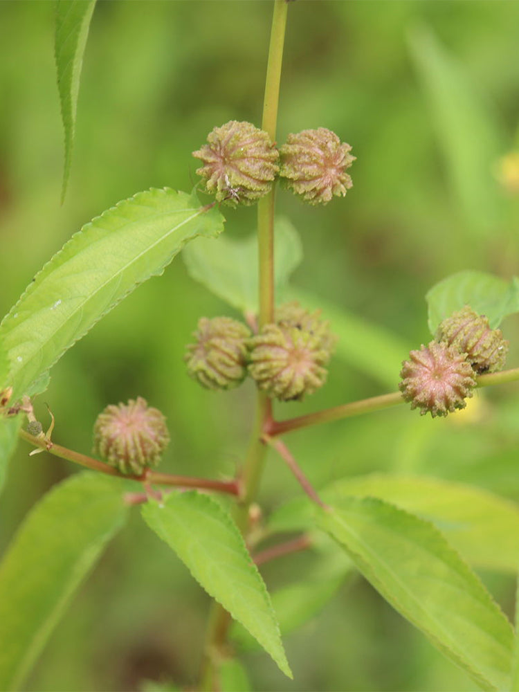 Jute (Corchorus capsularis L.)