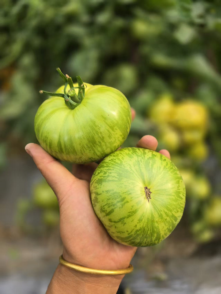 1066 Touquet Vert Tomato