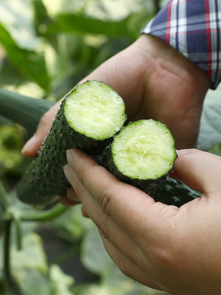 'Fuyang No.2' F1 Cucumbers (Cucumis sativus)