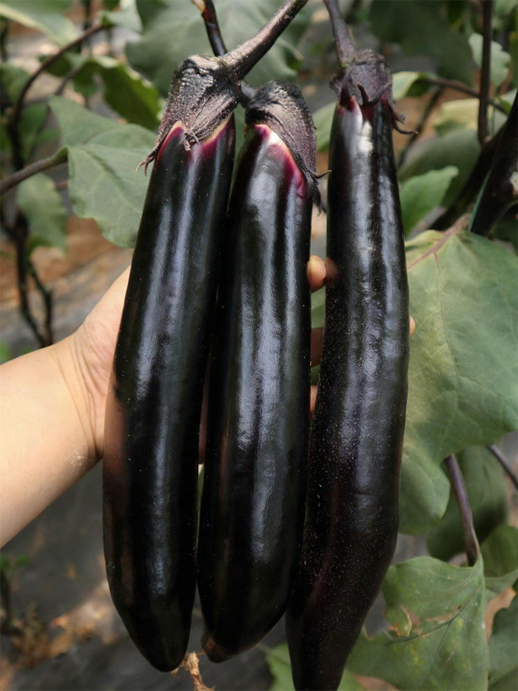 'Heiguiren' Long Eggplant