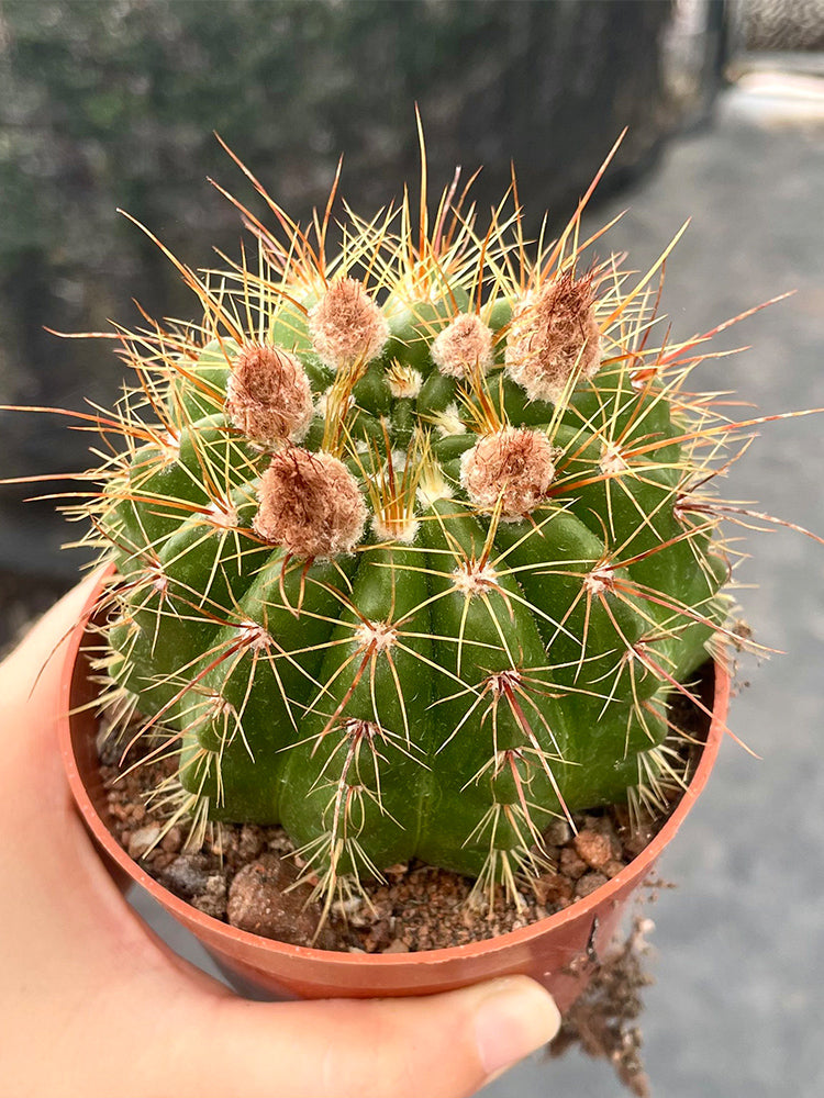 Parodia ottonis 'Pink Flower'