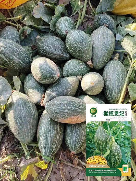 Jingyan Olive-shaped Pumpkins