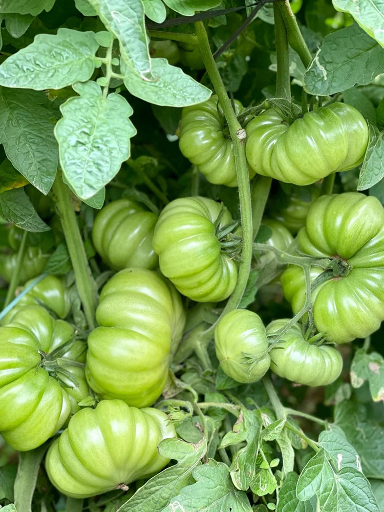 Horseshoe Large Tomato